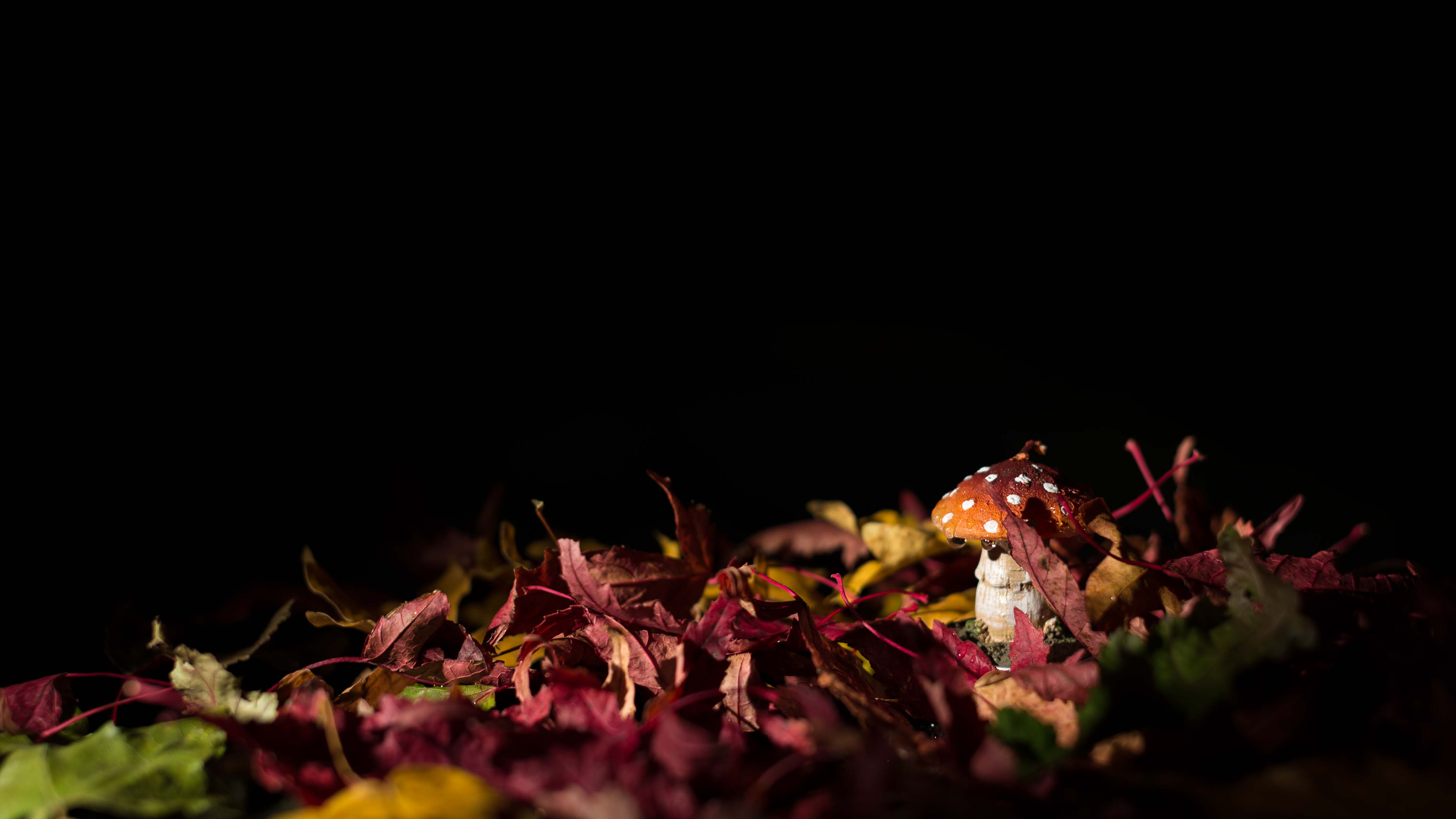 Automne en lumière