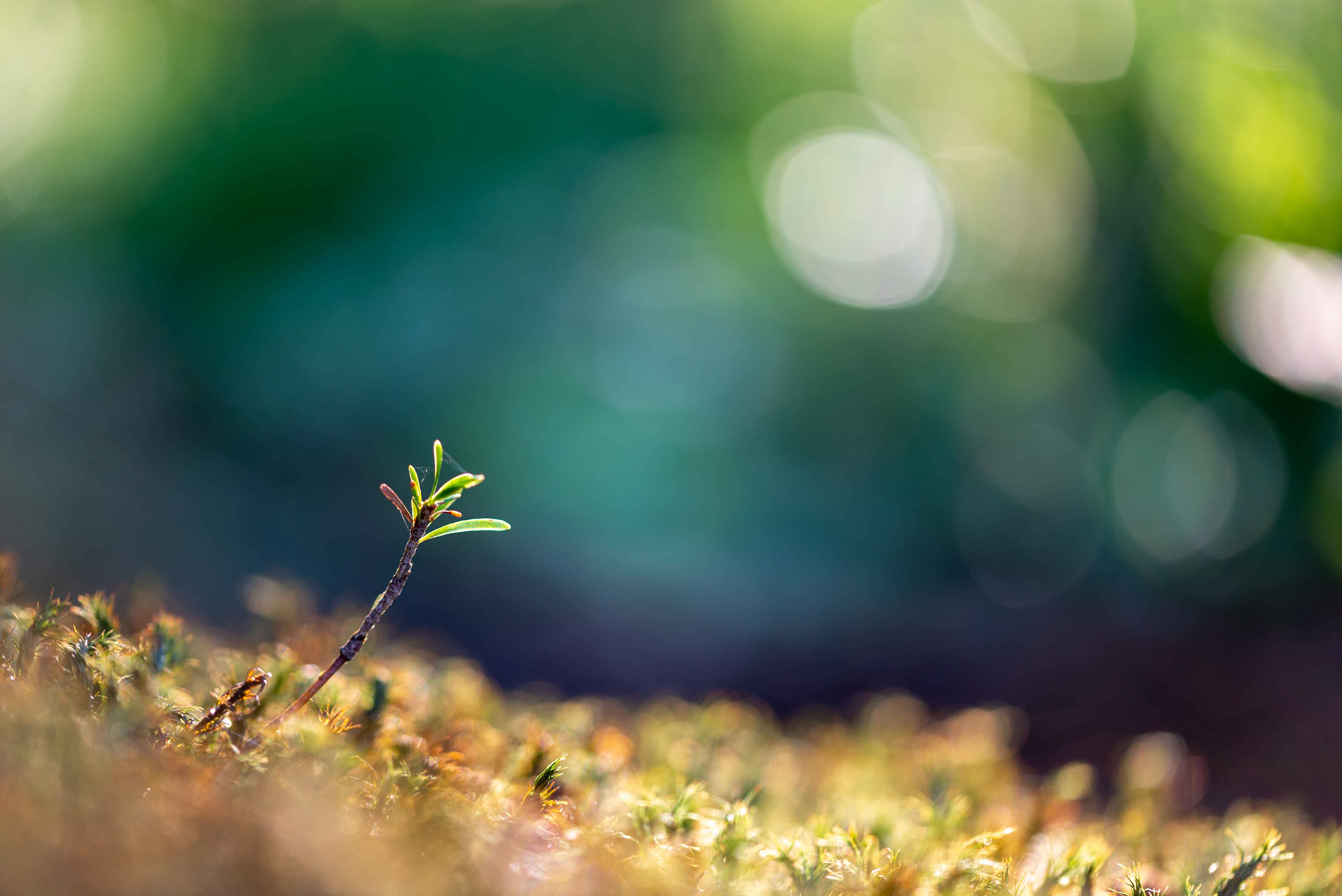 Nature